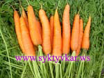 Морквовь